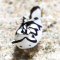   Ohmmmmm am one universe. No diver bother meGlad this little Nudi Philinopsis pilsbryi found its peace. universe peace  
